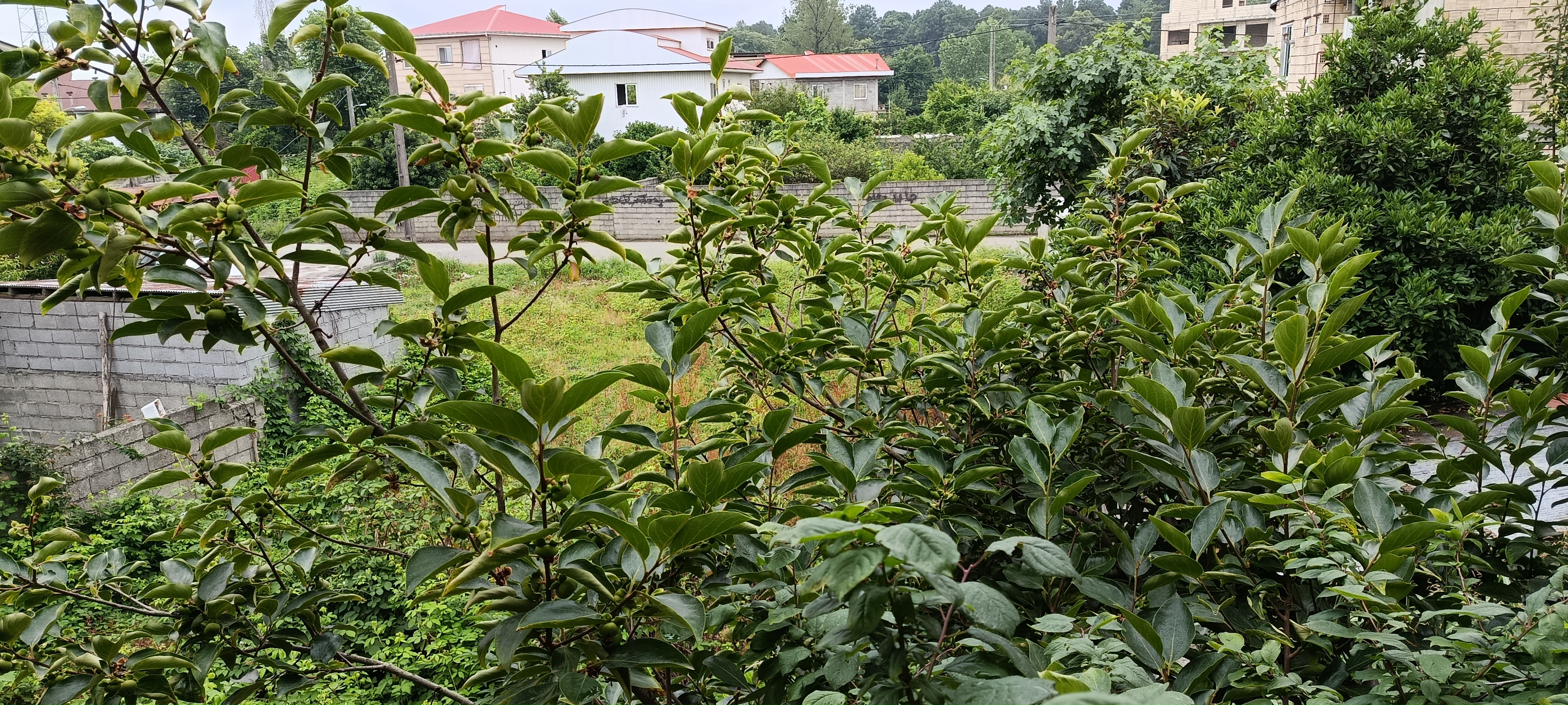 ویلای دو خواب وارشین نزدیک جنگل گیسوم