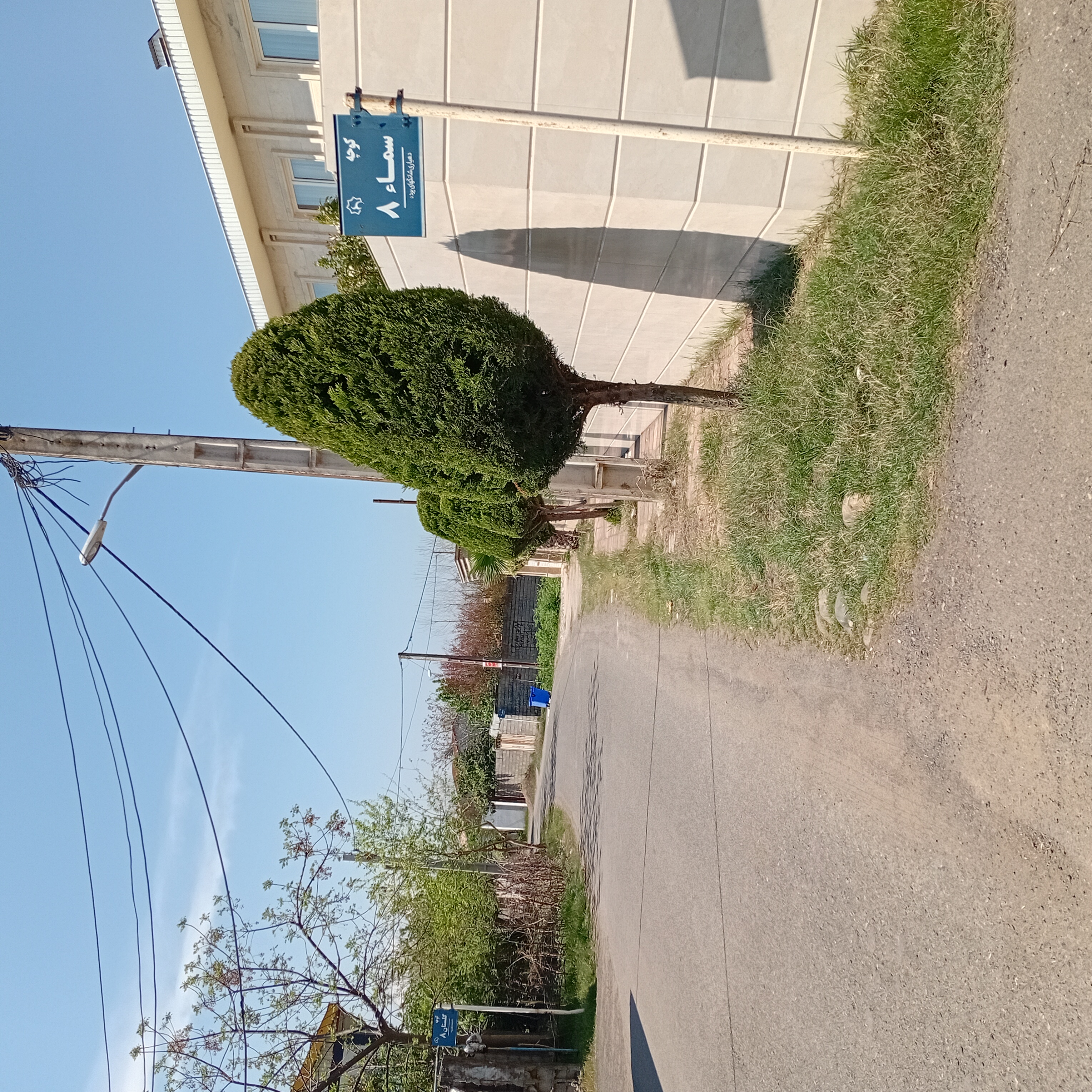 بید مجنون