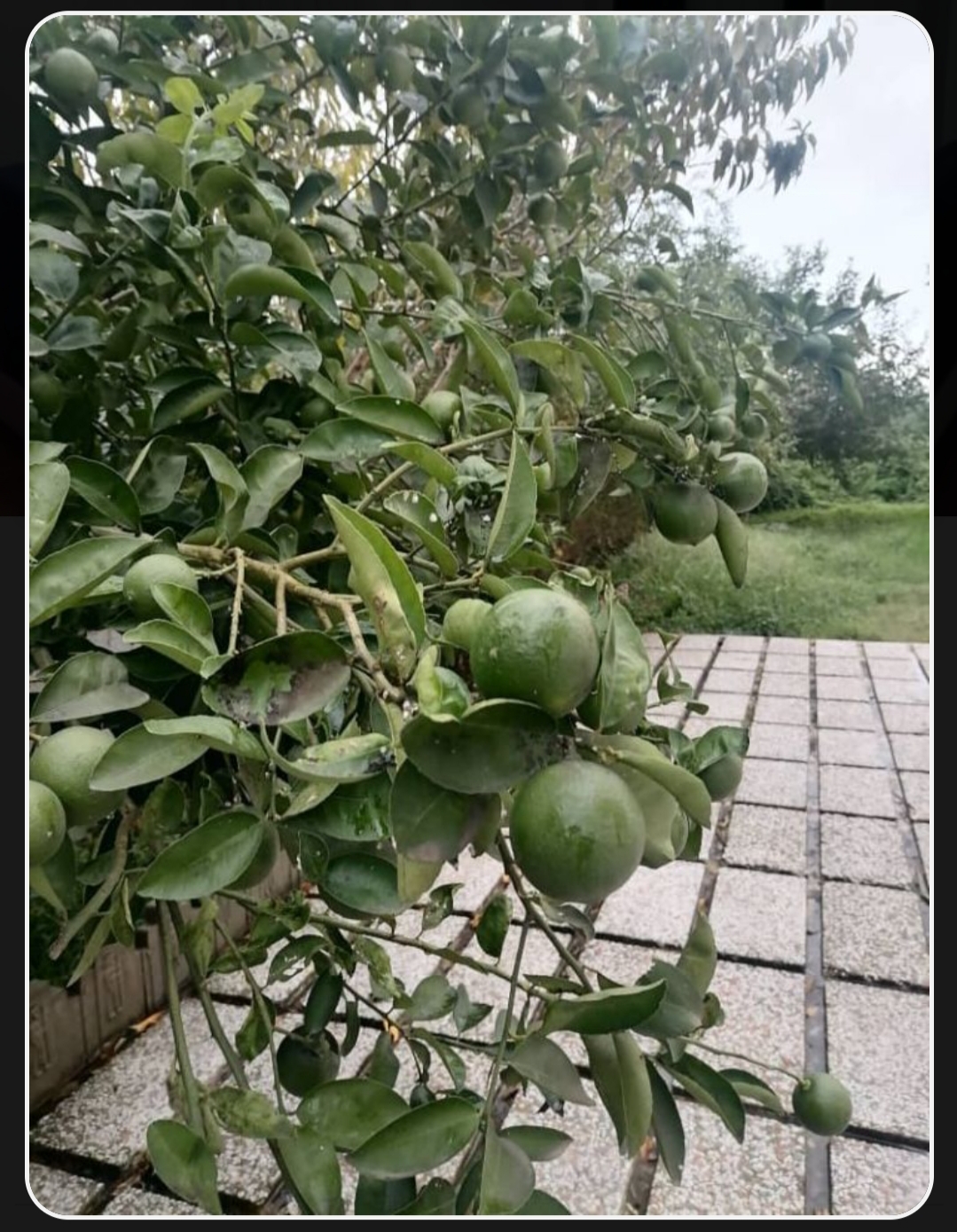 ویلای امیر آریا