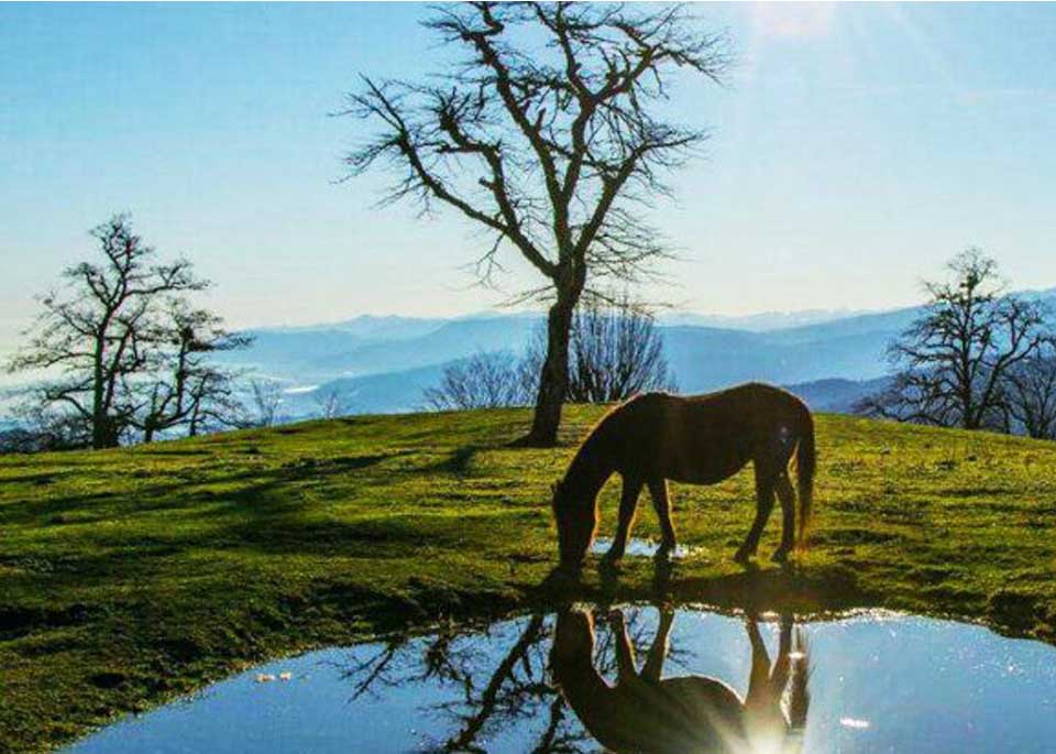 اجاره ویلا ارزان در جنگل دالیخانی | راهنمای کامل سفر به دالان بهشت